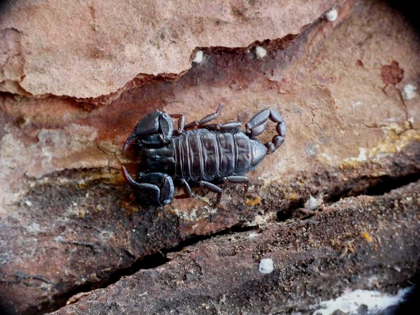 Euscorpius concinnus sotto la corteccia